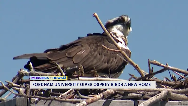 Story image: Fordham University gives ospreys a new home