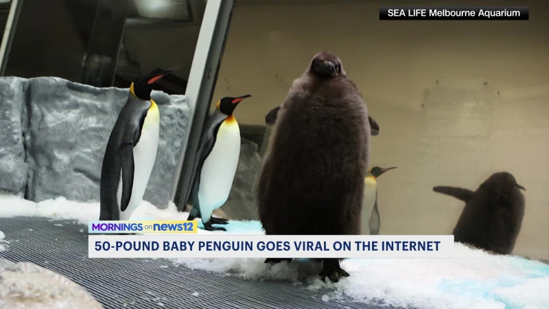 Story image: Meet Pesto, the viral 50-pound penguin chick sensation