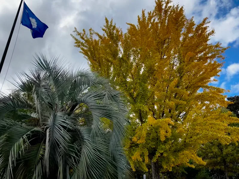Pindo Palm in South Carolina.JPEG