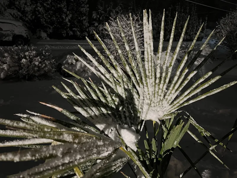 WINDMILL PALM.jpg