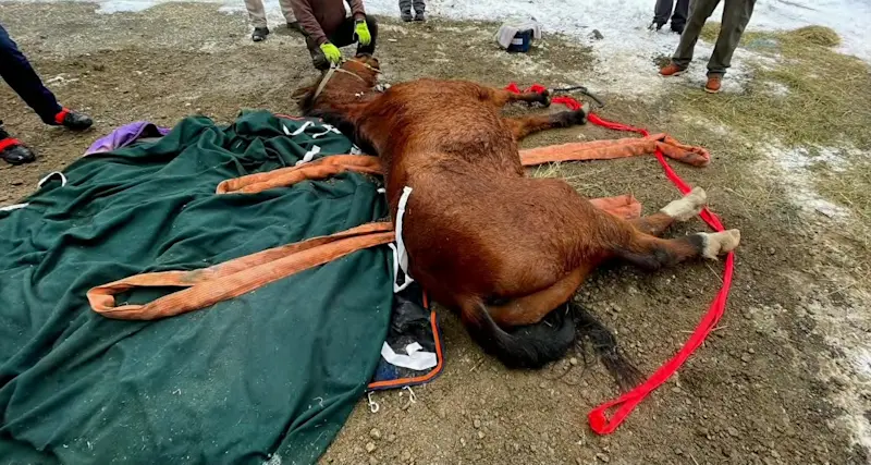 Story image: Dramatic ice rescue saves 2 horses in Dutchess County