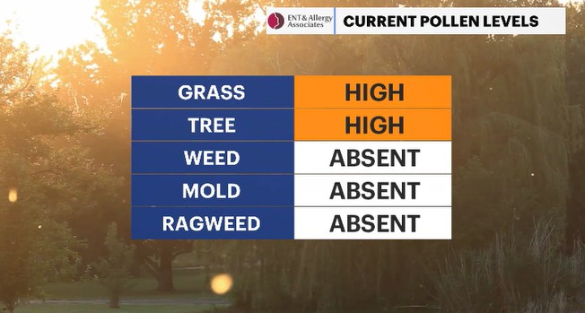 pollen HV.JPG