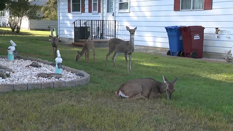 Story image: Residents say Ocean County town being overrun with deer 