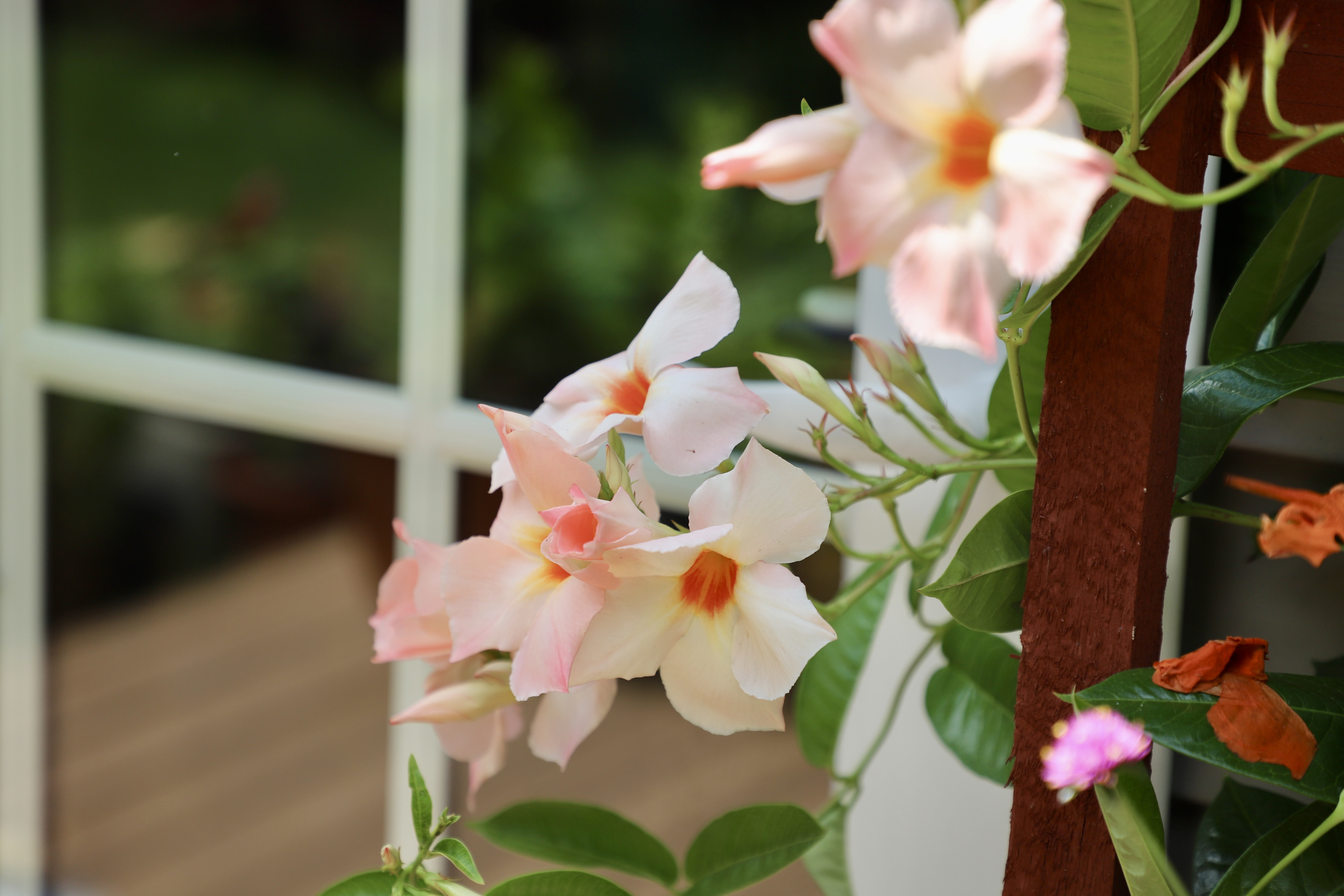 Mandevilla