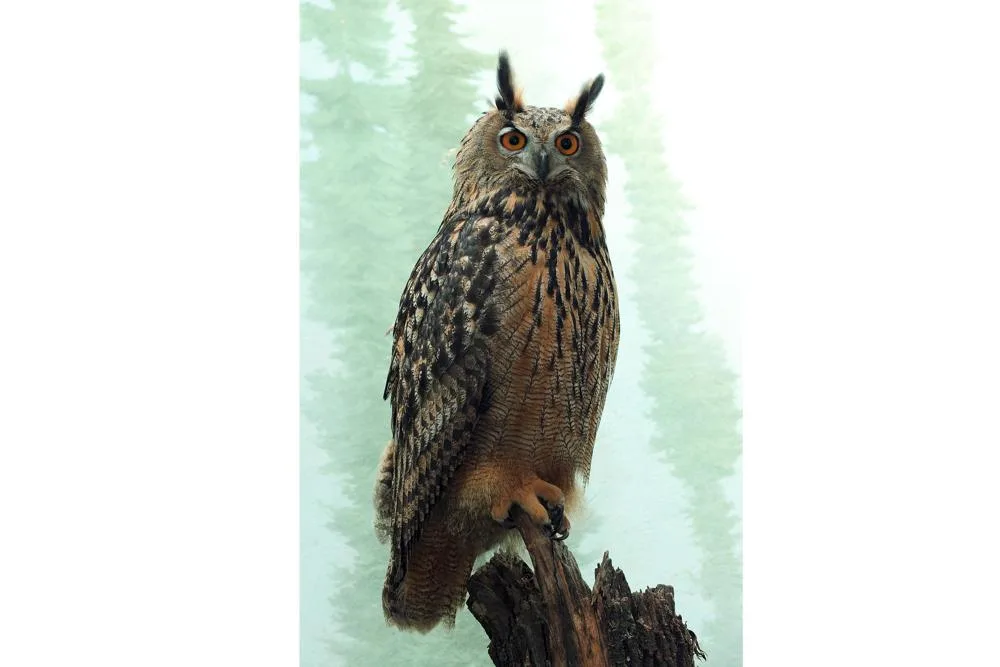 owlescape thumbnail 0203