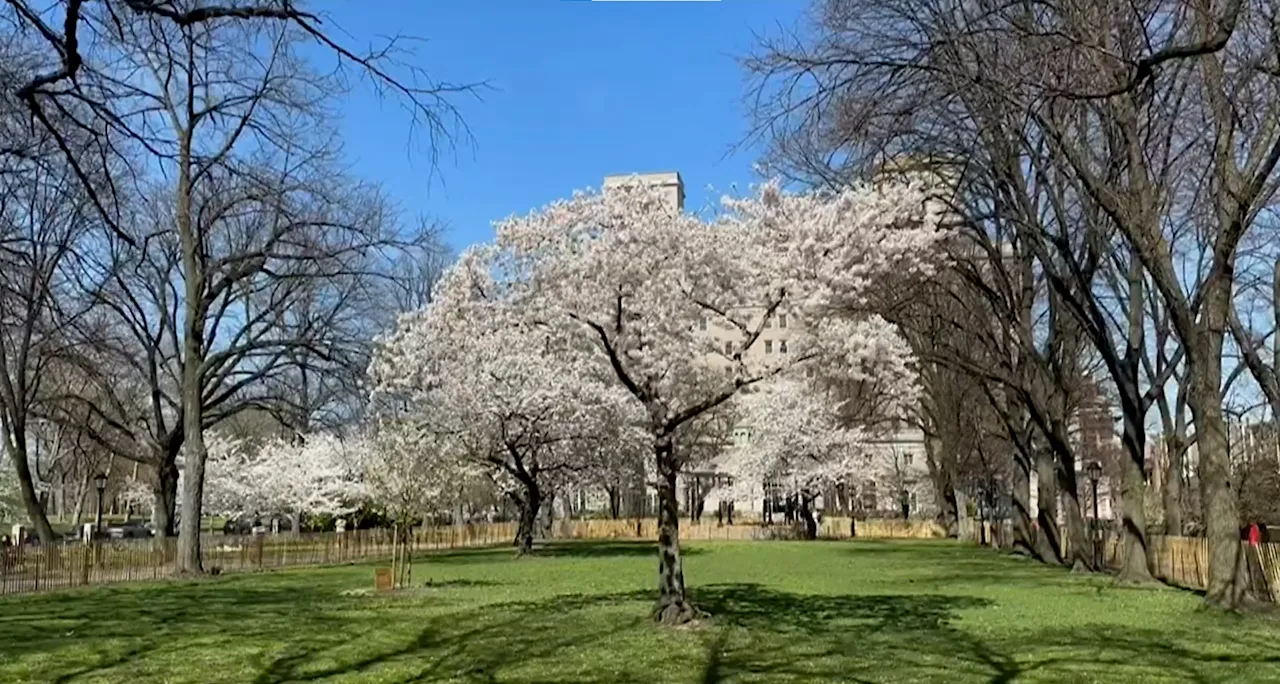 Cherry blossoms