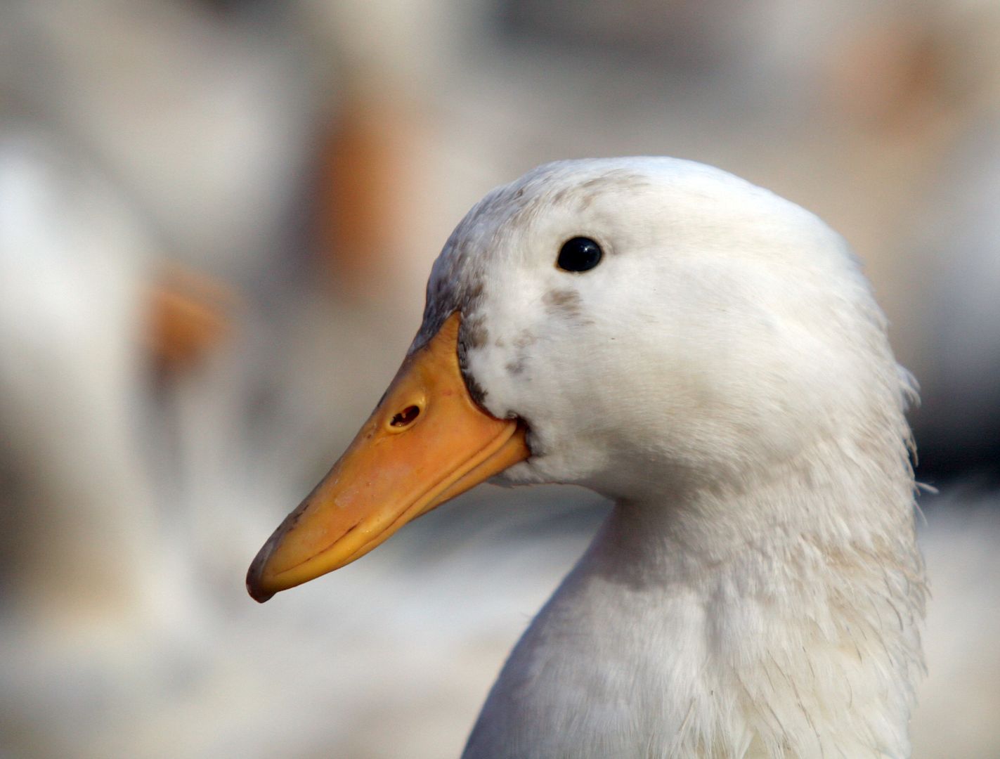 Hudson Valley Humane Society Injured duck found, brought in for treatment
