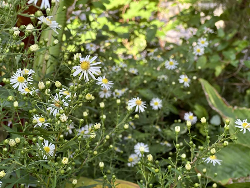woody aster.jpg