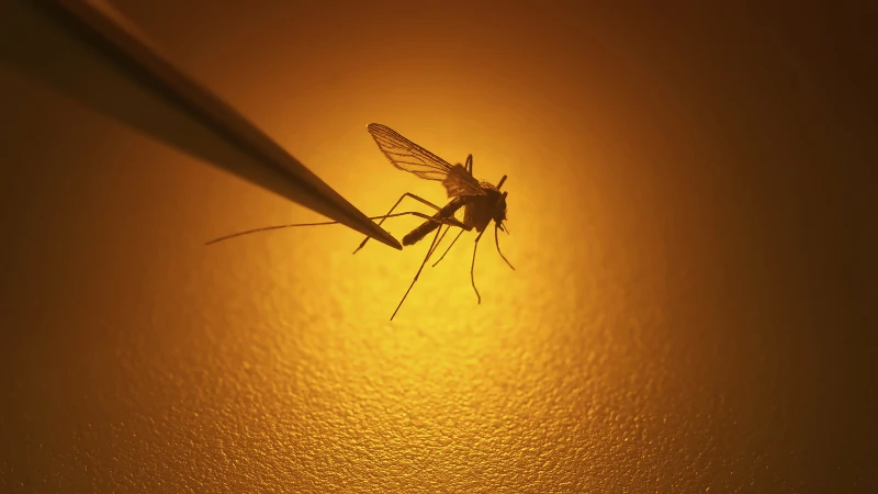 Story image: Public health officials: Mosquitoes in Darien test positive for the West Nile virus