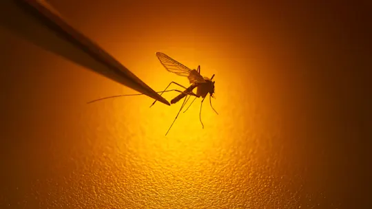 Mosquito