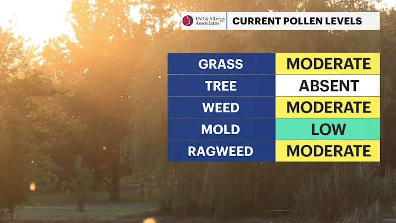 HV POLLEN.png