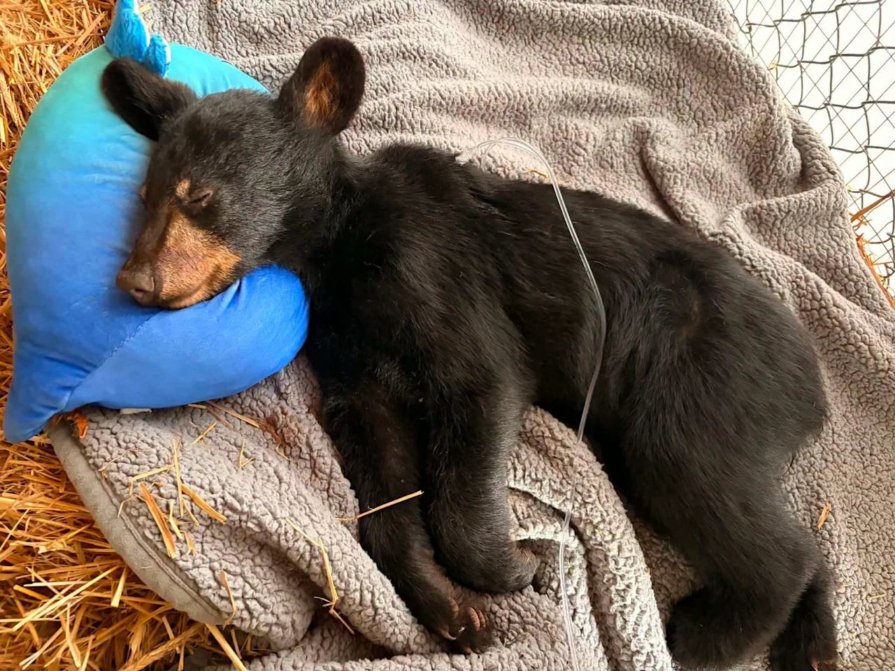 Bear Cub recovering