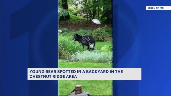 Bear spotted in Rockland County backyard