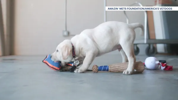 Mets foundation partners with America's Vet Dogs to raise future service dog