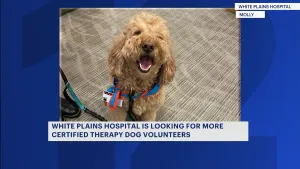 Meet the therapy dogs bringing joy to White Plains Hospital