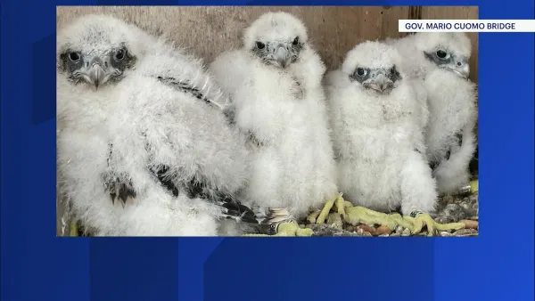 Mario Cuomo Bridge to shine blue and white for students who named falcon chicks