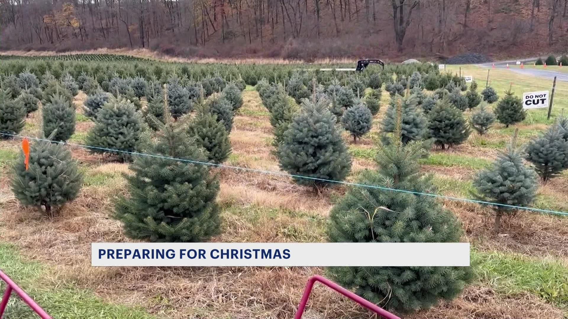 ‘We have plenty of trees.’ Christmas tree farmer shrugs off report of