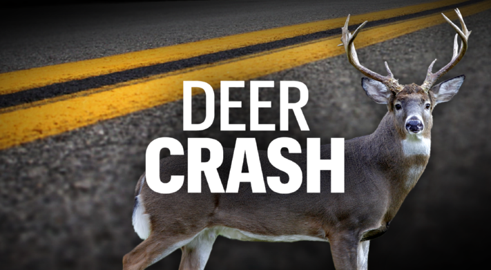 Deer Crash 