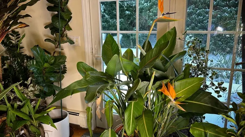 Story image: Garden Guide: Bird of Paradise plants bring incredible winter blooms indoors 