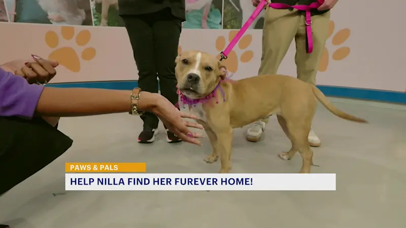 Story image: Paws and Pals: Nilla is one smart cookie