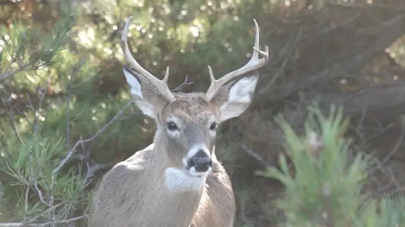Story image: AAA: Suffolk has 3rd highest number of deer crashes in New York