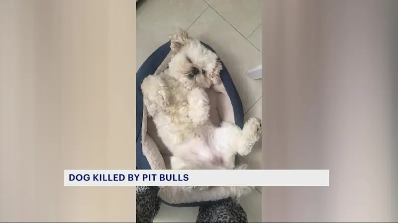 Story image: Bronx woman recounts fatal attack of dog by 2 unleashed pit bulls