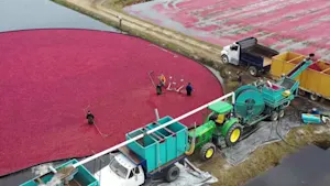 Cranberry bog tours return in Burlington County as harvest kicks off