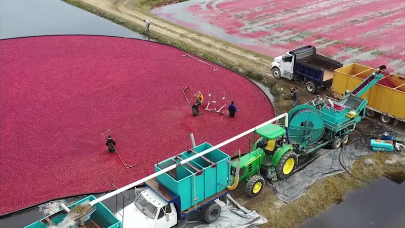 Story image: Cranberry bog tours return in Burlington County as harvest kicks off