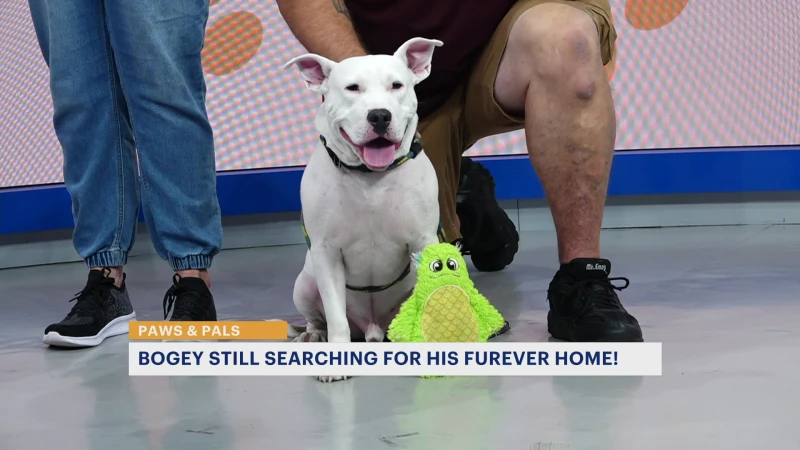 Story image: Paws & Pals: 4-year-old Bogey looking for 'furever' home