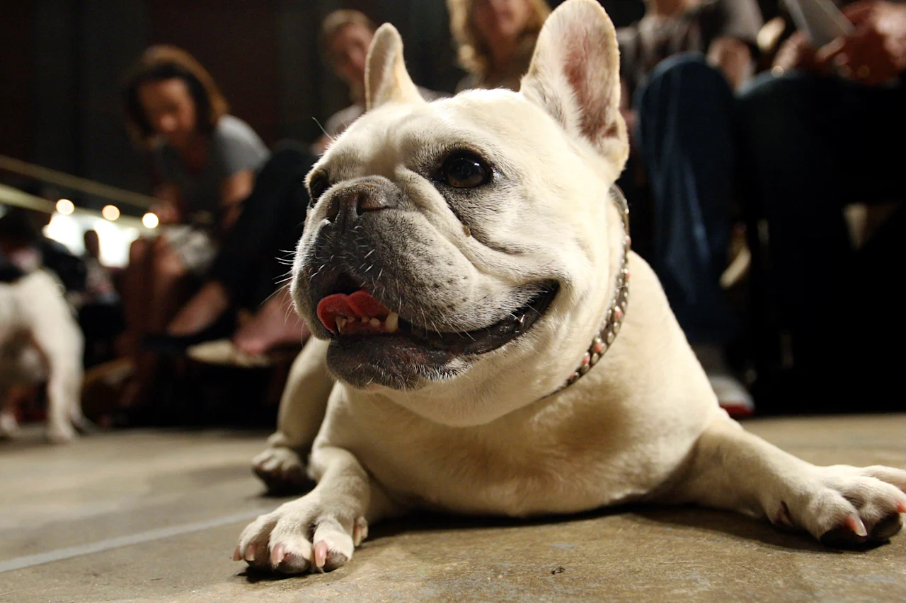 french bulldog