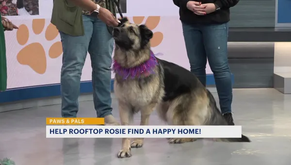 Paws & Pals: Rosie, rescued after being abandoned on Paterson roof, now up for adoption 