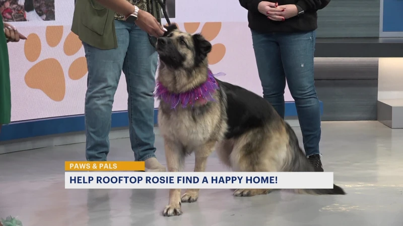 Story image: Paws & Pals: Rosie, rescued after being abandoned on Paterson roof, now up for adoption 