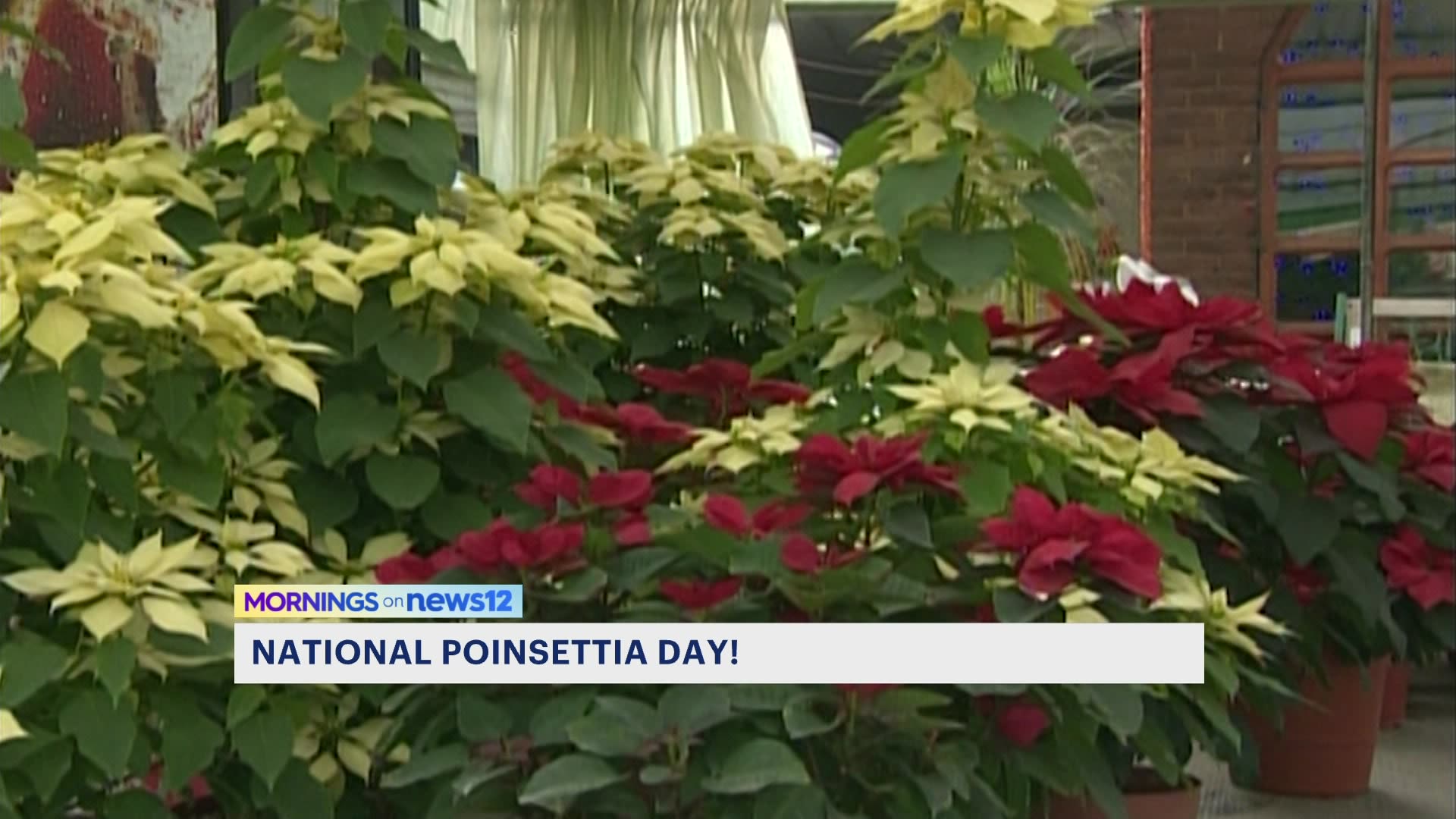 Celebrate National Poinsettia Day with a pop of holiday color!