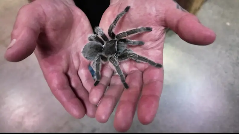 Story image: Get up close and personal with snakes, spiders and scorpions at Riverside Reptiles Education Center