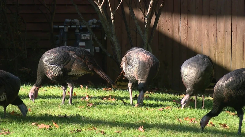 Story image: Wild turkeys take over parts of LI again after years of being absent