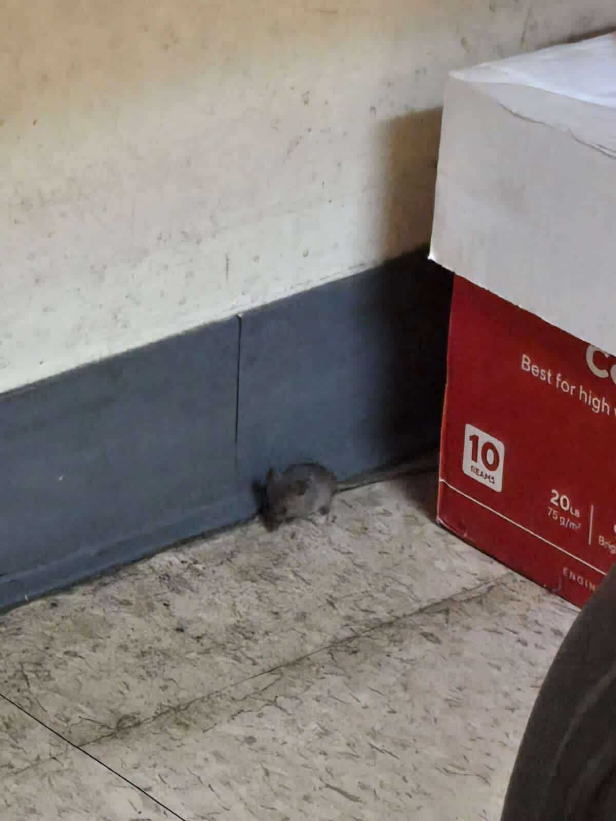 0902d048245aefc89fda9b4962b4db06.jpeg
