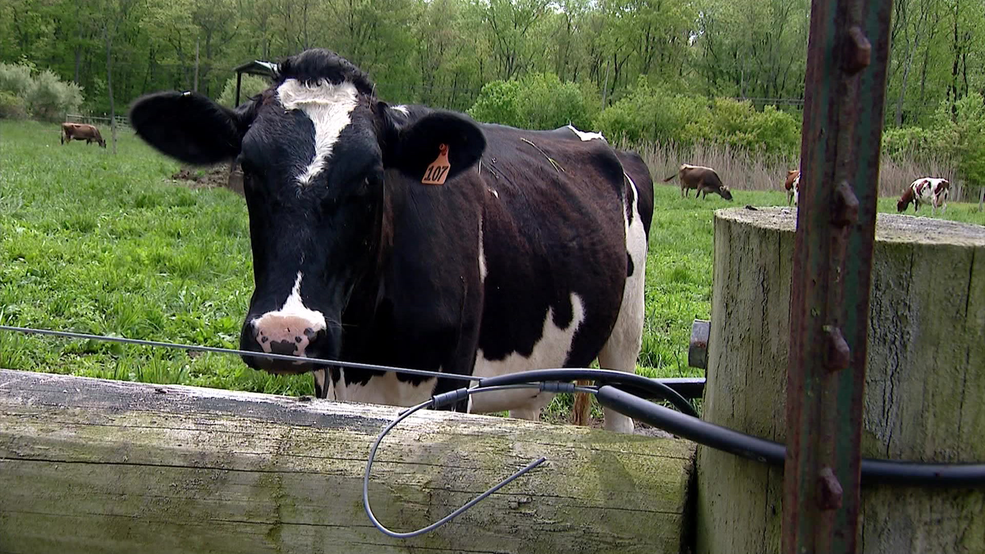 cravendairyfarmerspkg430show051326_2026-05-13-17-18-57