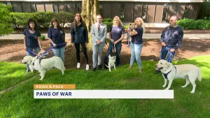 Paws & Pals: These 5 dogs are available for adoption with Paws of War