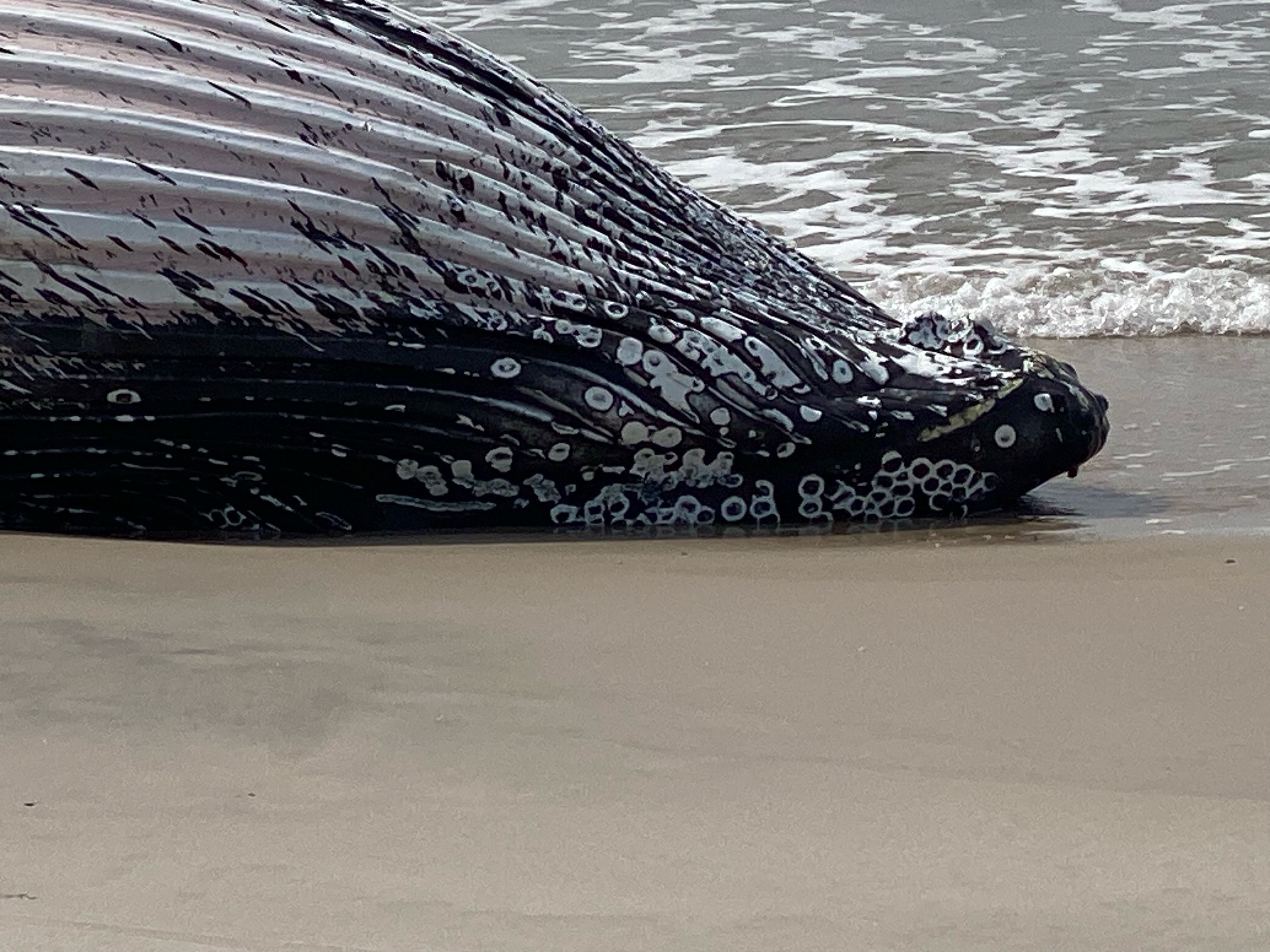 MicrosoftTeams-image (59).png