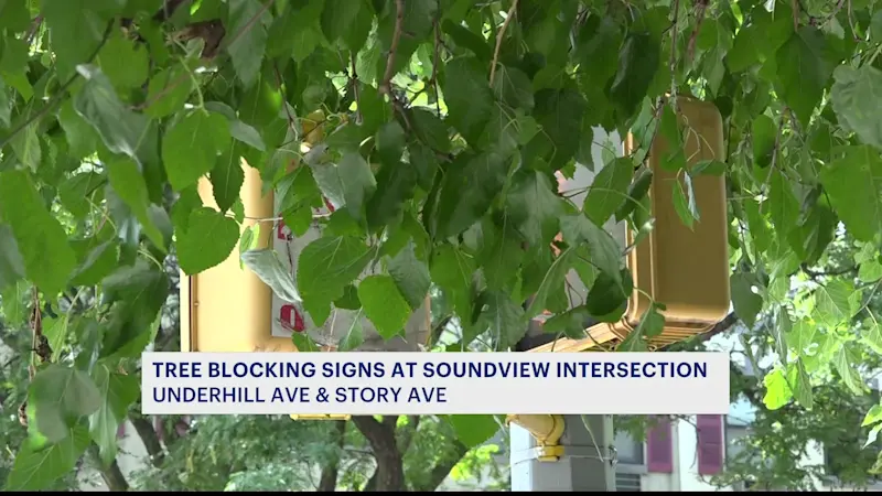 Story image: Overgrown Soundview tree blocks pedestrian visibility, causing safety issues