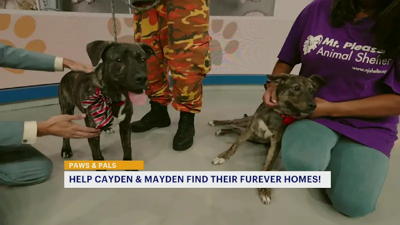 Story image: Paws and Pals: Twice the puppy love    
