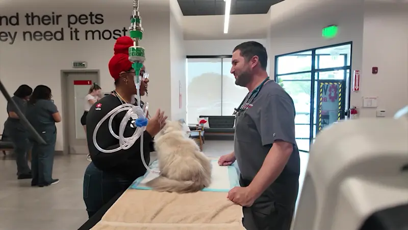 Story image: An inside look at an emergency room for pets