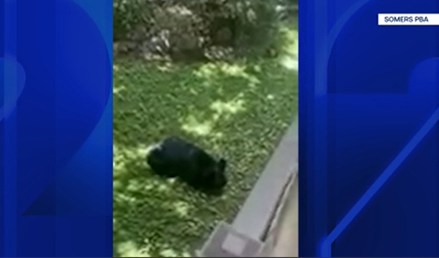 Bear in Somers