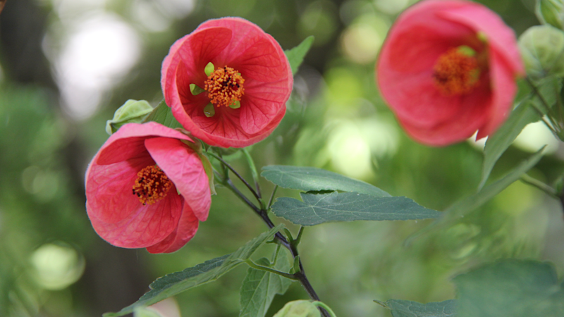 Story image: Garden Guide: These are NOT your typical summer annuals