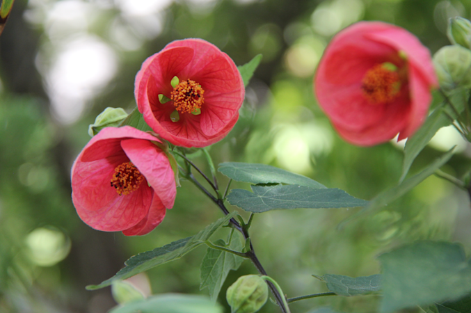 Story image: Garden Guide: These are NOT your typical summer annuals