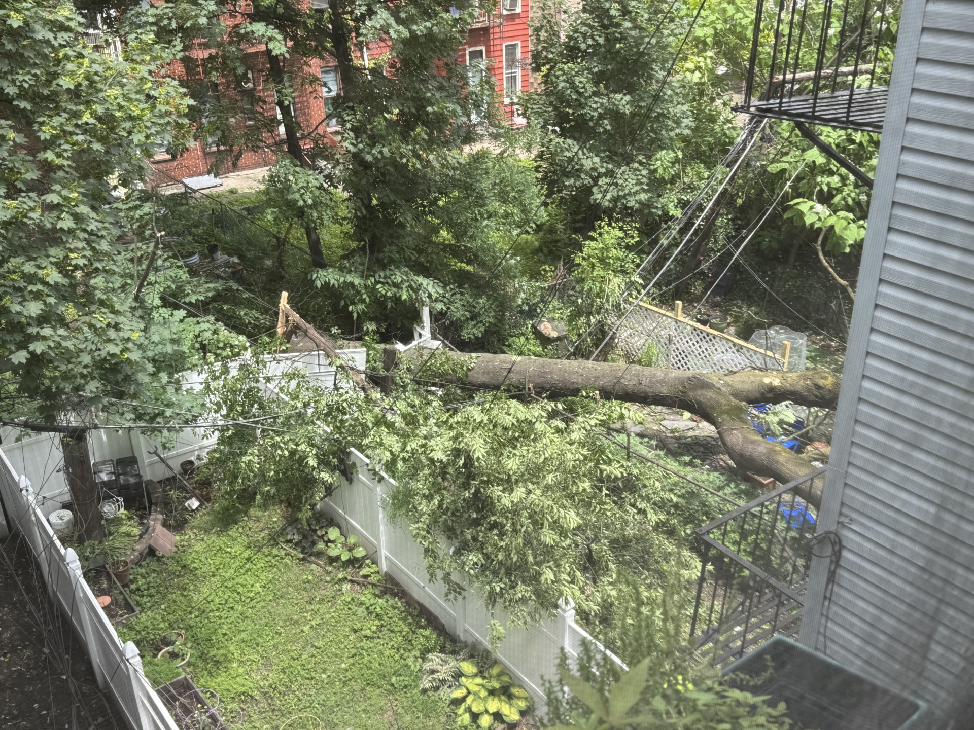 BKGreenpointDownedTreeJBurns001.jpg