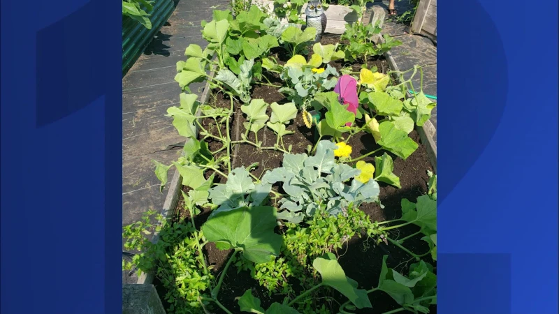 Story image: News 12 checks out Garden Club at Ronkonkoma Middle School