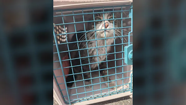 Cat from Bermuda found at Amazon warehouse on Long Island