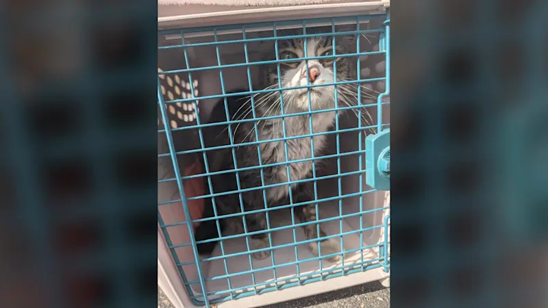 Story image: FURRY DELIVERY? Cat from Bermuda found at Amazon warehouse on Long Island