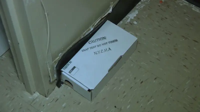 Story image: NYCHA housing tenant says she’s facing monthslong mouse infestation